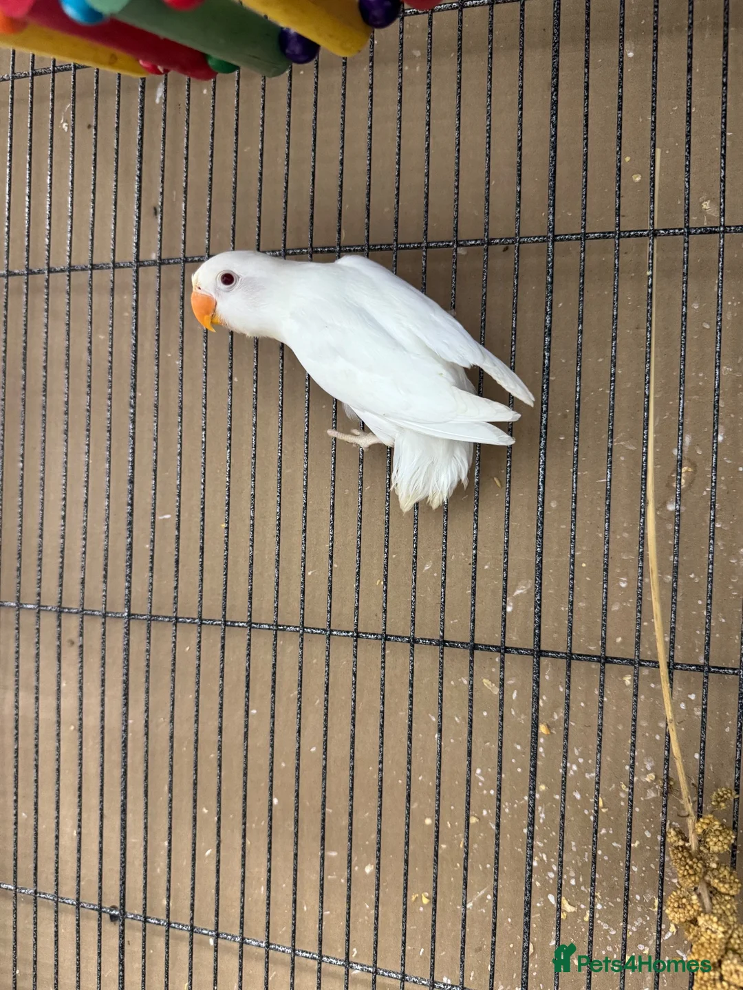 Lovebirds birds for sale: For Sale: Beautiful 6-month-old Albino Lovebird!  - Advert 2