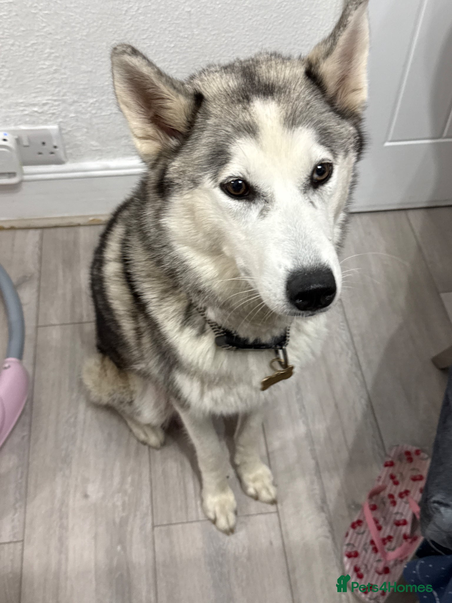 Siberian Husky dogs for sale: Beautiful Siberian puppies for Sale. Xx - Advert 1