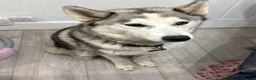 Siberian Husky dogs for sale: Beautiful Siberian puppies for Sale. Xx in Ware - Advert 1