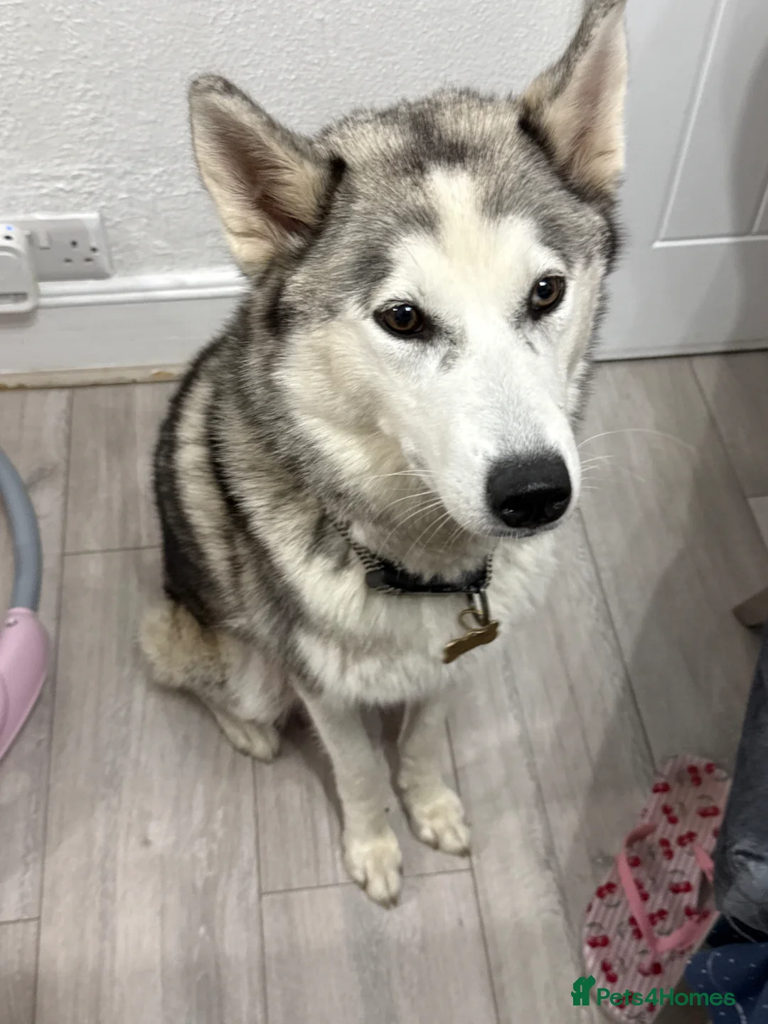 Siberian Husky dogs for sale: Beautiful Siberian puppies for Sale. Xx in Ware - Advert 1
