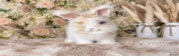 Angora rabbits for sale: PURE PEDIGREE|ENGLISH ANGORA - Advert 6