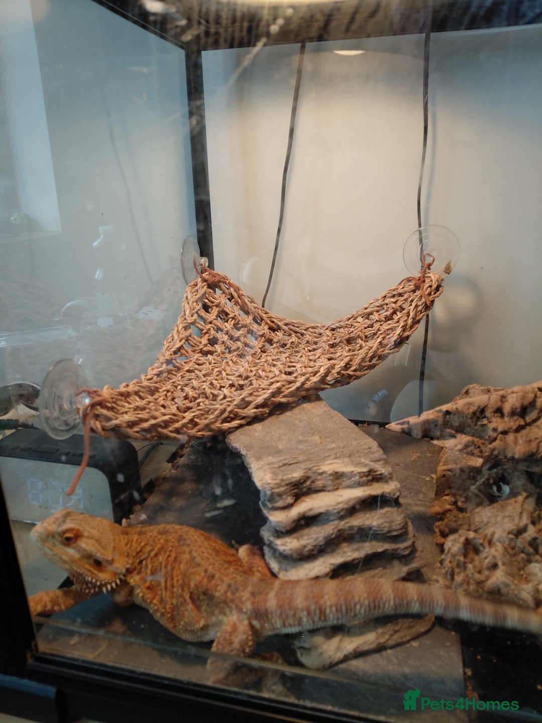 Bearded Dragon reptiles for sale: Beautiful Female Bearded Dragon - Image 7