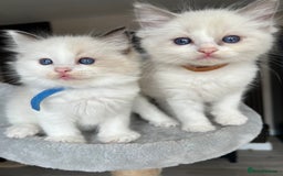 Ragdoll cats for sale: Registered Ragdoll kitttens for sale - Image 27