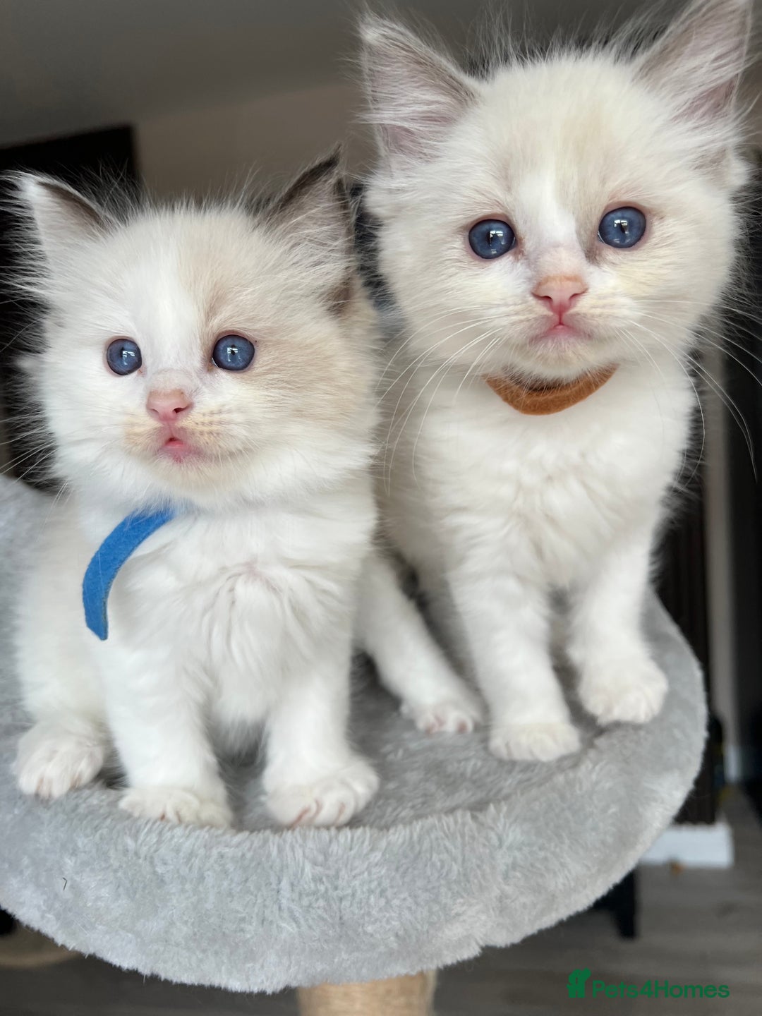 Ragdoll cats for sale: Registered Ragdoll kitttens for sale - Image 27