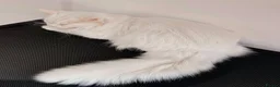 Maine Coon cats for sale: Beautiful White Maine Coon Kittens – Boy & Girl - Advert 20