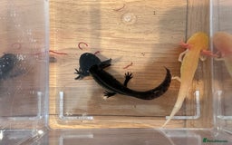 Other/Mixed Breed fish for sale: Young Axolotls for sale - Image 3