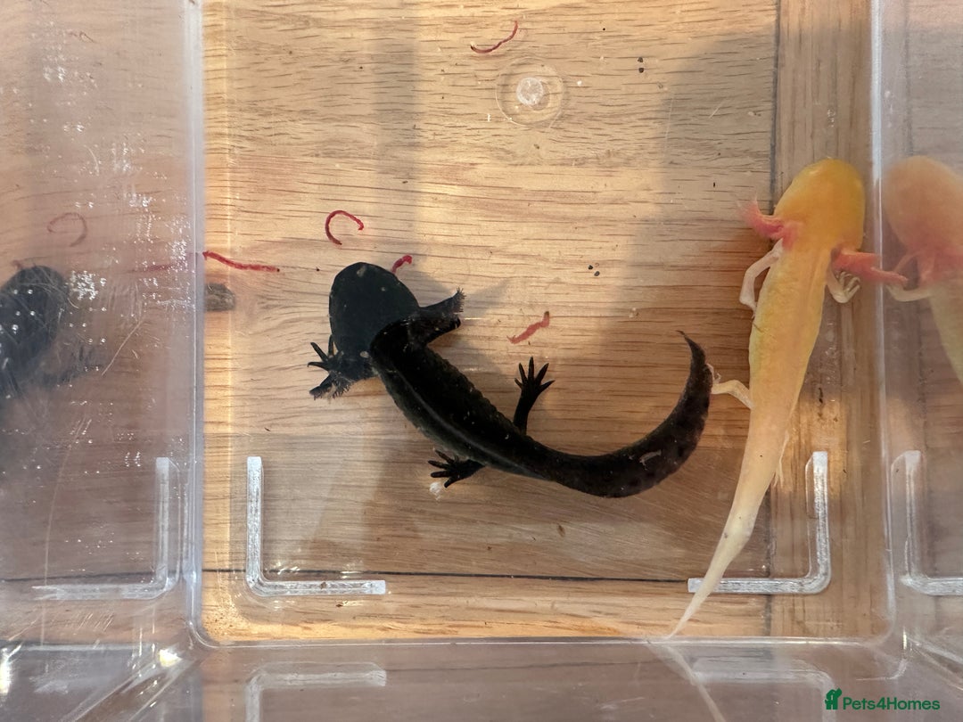Other/Mixed Breed fish for sale: Young Axolotls for sale - Image 3