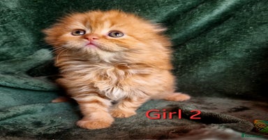 Scottish Fold cats - Advert 4