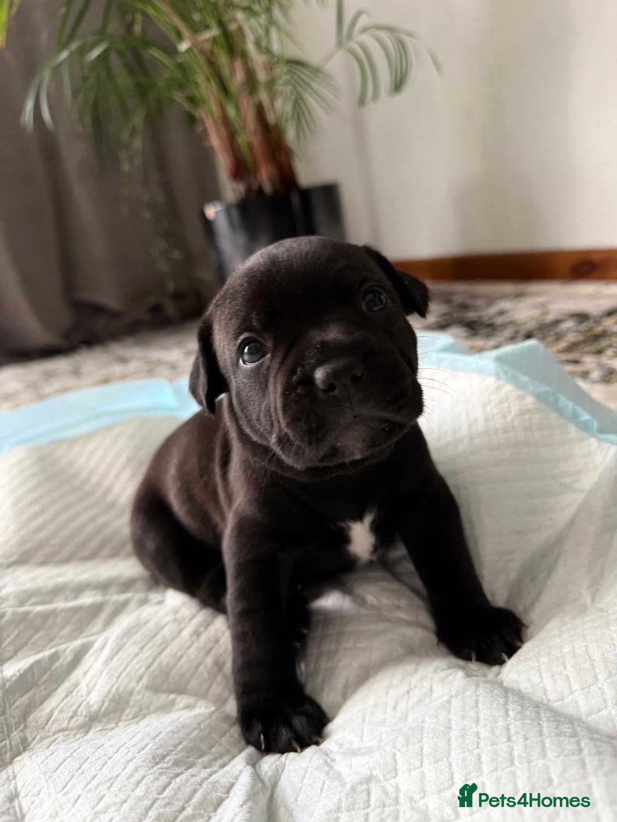 Staffordshire Bull Terrier dogs KC REGISTERED Staffordshire-bull-terrier Puppies  - Advert 3