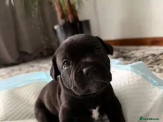 Staffordshire Bull Terrier dogs KC REGISTERED Staffordshire-bull-terrier Puppies - Advert 3