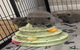 British Shorthair cats for sale: 🩶Adorable & chunky GCCF Bsh kittens🩶 - Image 10