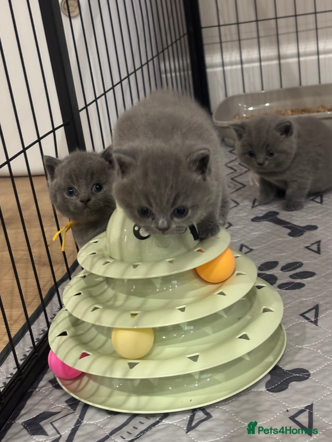 British Shorthair cats for sale: 🩶Adorable & chunky GCCF Bsh kittens🩶 - Image 10
