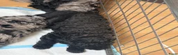 Mini Goldendoodle dogs for sale:  1 girl 1 boy remaining reduced £699 - Advert 14