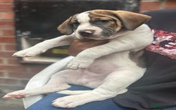 Mixed Breed dogs for sale: 🐾Cocker-Pie (Mini Hippo)s🐾 - Image 21