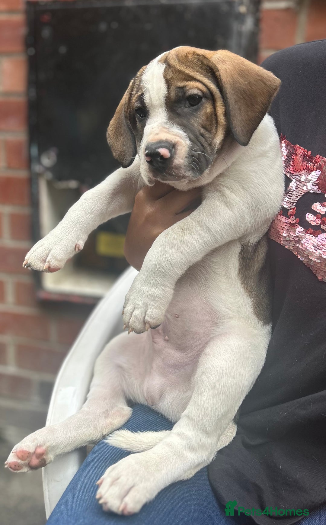 Mixed Breed dogs for sale: 🐾Cocker-Pie (Mini Hippo)s🐾 - Image 21