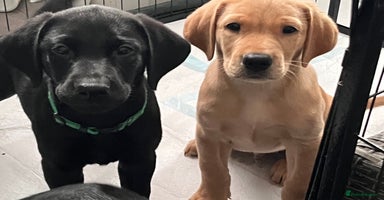 Labrador Retriever dogs - Advert 3