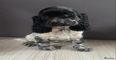 Cocker Spaniel dogs - Advert 6