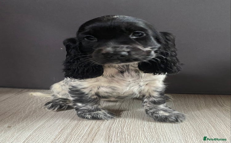 Cocker Spaniel dogs - Advert 2