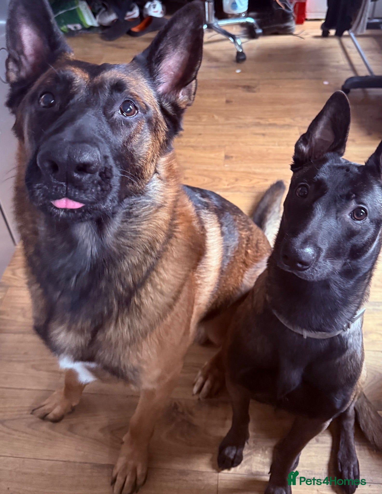 Belgian Shepherd Dog dogs 9 Beautiful Babies  - Advert 14