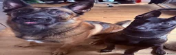 Belgian Shepherd Dog dogs for sale: 9 Beautiful Babies  - Advert 1