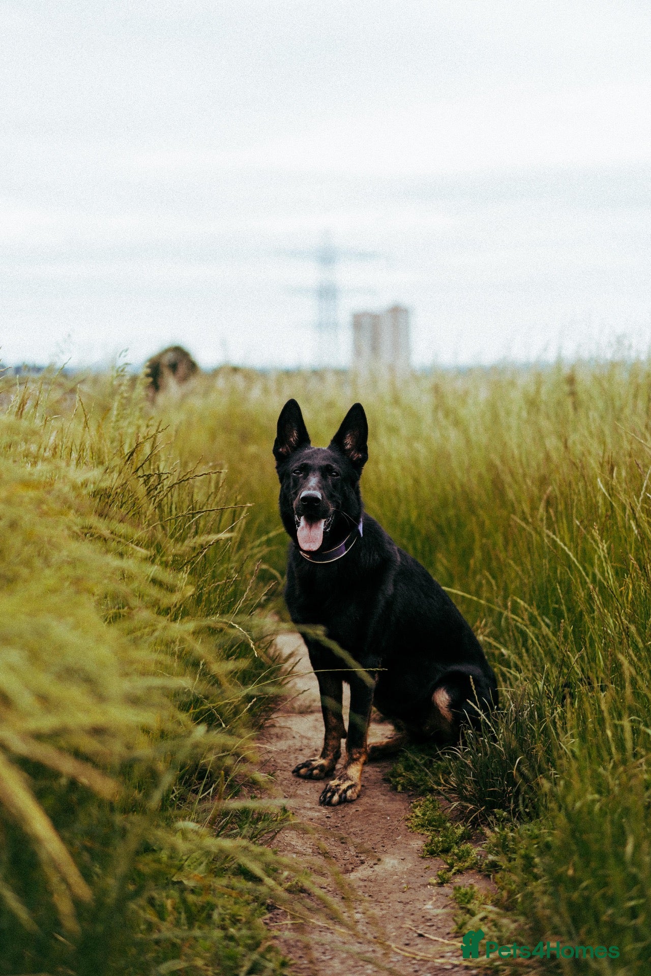 German Shepherd dogs 6 year old protection German shepherd  - Advert 1