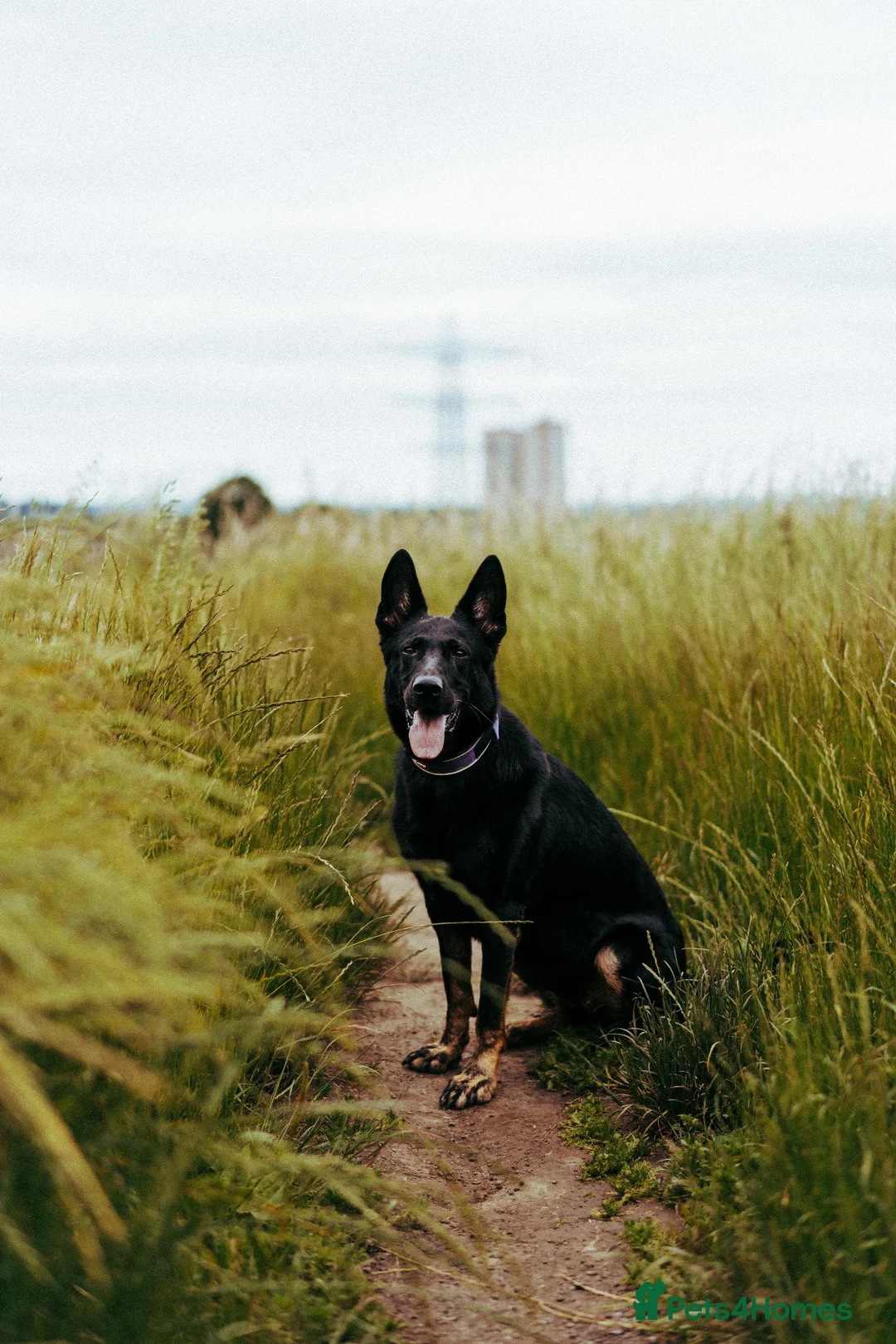 German Shepherd dogs for sale: 6 year old protection German shepherd  - Advert 1