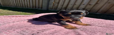 Dobermann Puppy 5