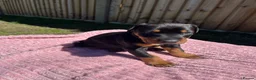 Dobermann dogs for sale: 9 Doberman Puppies- Ready to leave 6th June - Advert 29