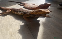 Bearded Dragon reptiles for sale: Bearded dragon - Image 5