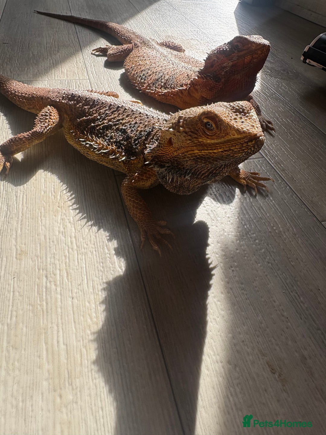 Bearded Dragon reptiles for sale: Bearded dragon - Image 5