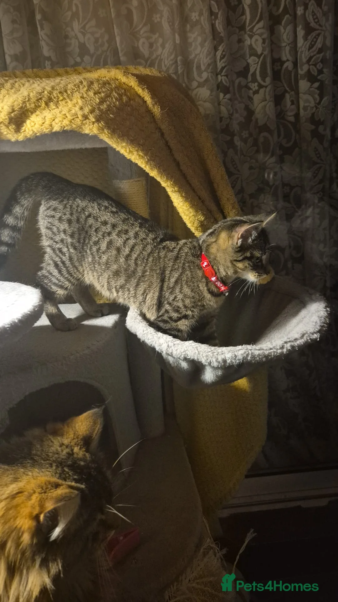 Domestic Shorthair cats for sale: Female tabby kitten (4 months) – needs loving home - Advert 2