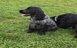 Cocker Spaniel dogs for sale: Beautiful Blue Roan Cocker Spaniel female kc 2y 8m - Image 3