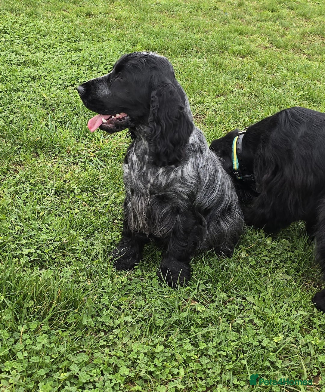 Cocker Spaniel dogs for sale: Beautiful Blue Roan Cocker Spaniel female kc 2y 8m - Image 3