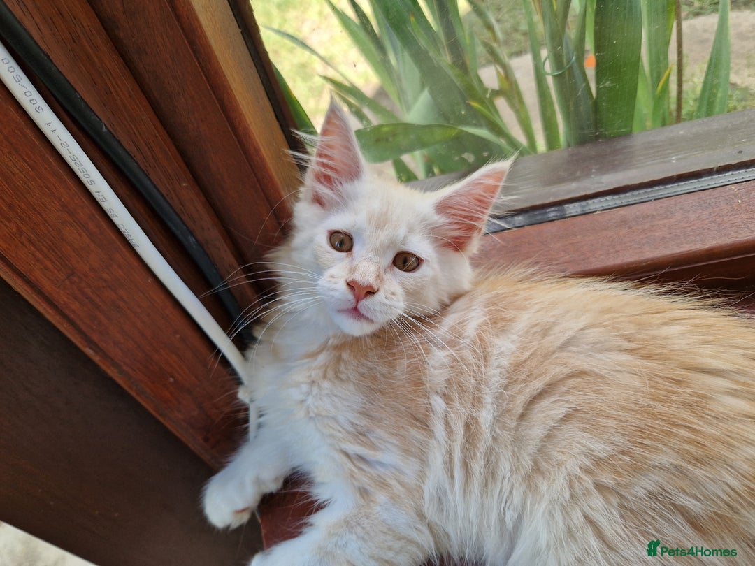 Maine Coon cats for sale: Stunning Maine Coon kittens - Image 18