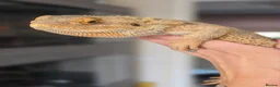 Bearded Dragon reptiles for sale: Beaded dragon  - Advert 1