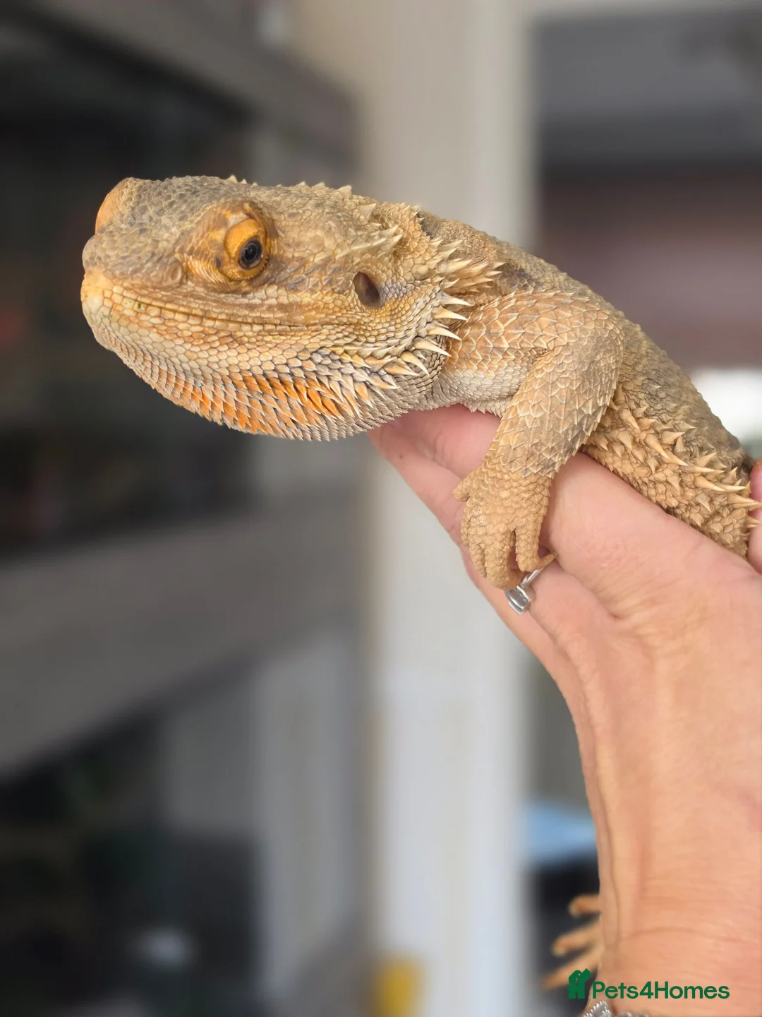 Bearded Dragon reptiles for sale: Beaded dragon  - Advert 1