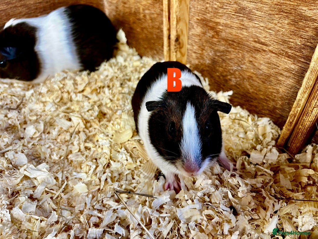 Guinea Pig rodents for sale: Boars and Sows - Image 16