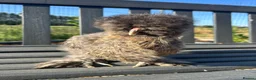 Chickens poultry for sale: 6x Silkies USA Hatching Eggs Collection OrDelivery - Advert 13