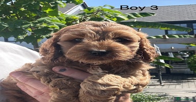 Cockapoo dogs - Advert 2