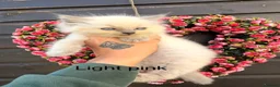 Ragdoll cats for sale: 4 Female Purebred Blue Point & Blue Mitted Ragdoll - Advert 9
