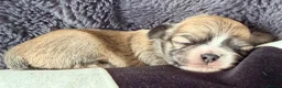 Mixed Breed dogs for sale: Malchi puppies - Advert 7