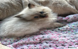 Ragdoll cats for sale: 💞 RAGDOLL Kittens Ready 13th August GrCh Blood - Image 5