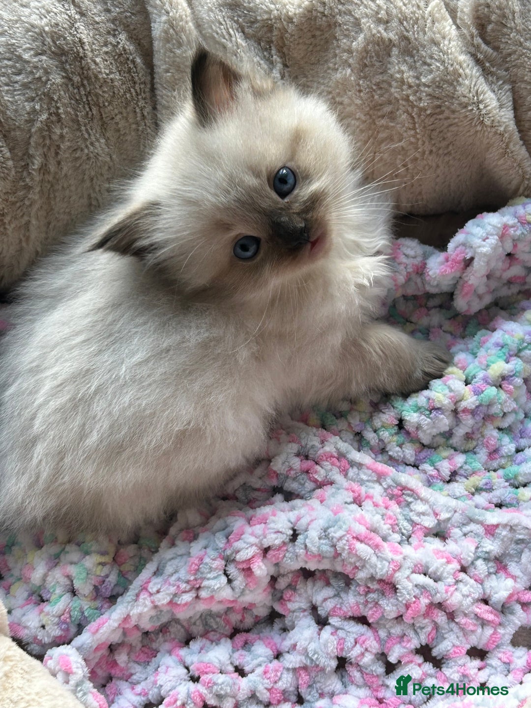 Ragdoll cats for sale: 💞 RAGDOLL Kittens Ready 13th August GrCh Blood - Image 5