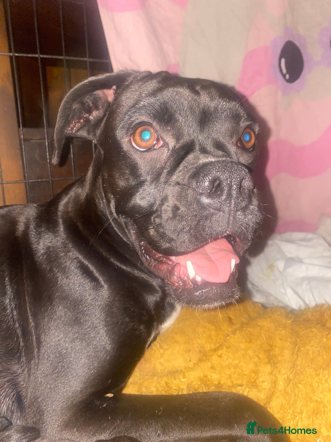 Mixed Breed dogs for sale: 🤩 mum kc boxer dad mini boxer 5 pups rare 🤩 - Advert 12