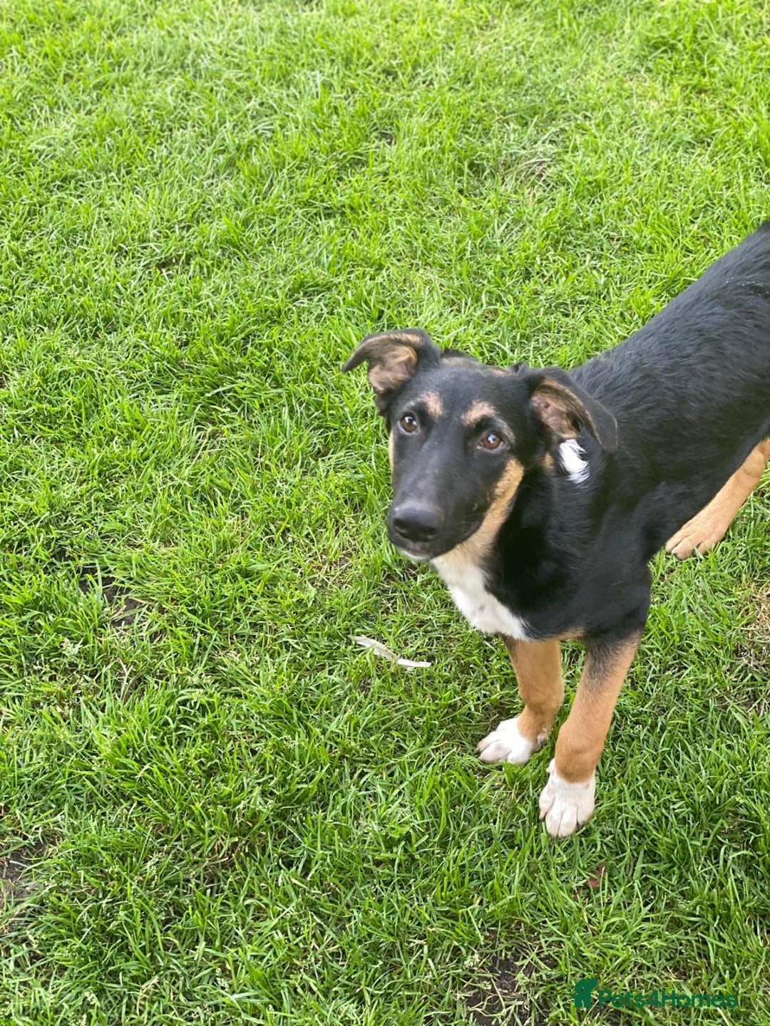 Mixed Breed dogs for adoption: 💙🐶 MAX 🐶💙 - Image 5