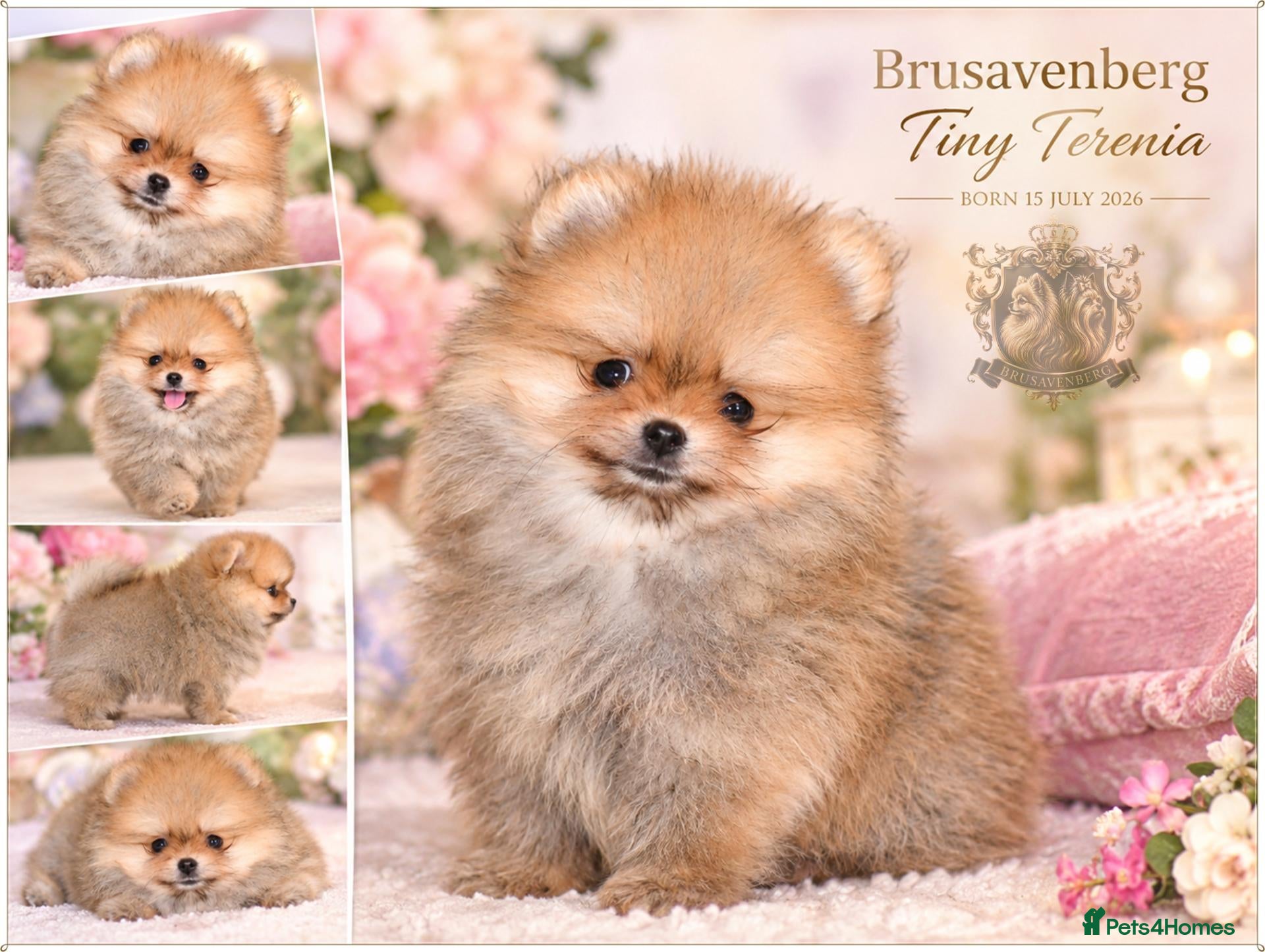 Pomeranian dogs 🐾✨ UNBELIEVABLY TINY POMERANIAN GIRL RKC - Advert 17
