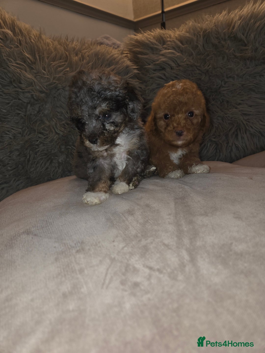 Toy Poodle dogs for sale: Beautiful Toy Poodle puppies - Image 17