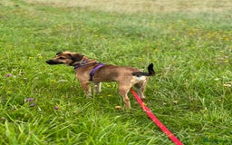 Mixed Breed dogs for adoption: Cute Dingo looking for LOVE - Image 8