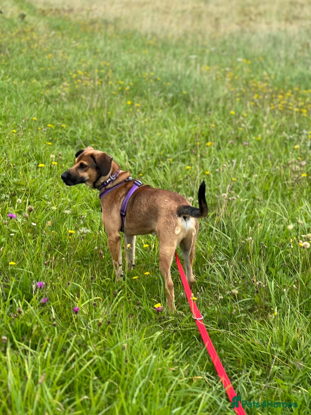 Mixed Breed dogs for adoption: Cute Dingo looking for LOVE - Image 8