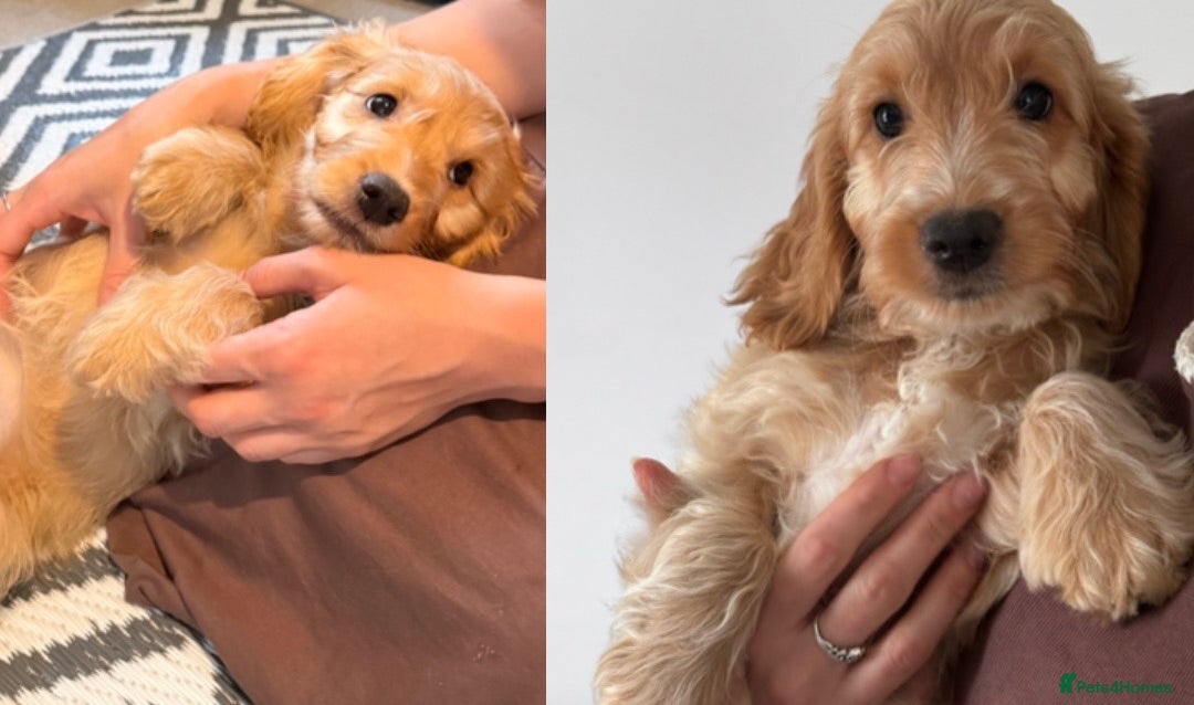 Cockapoo dogs F1 cockapoos 3x red left 🐶 ready now  - Advert 1